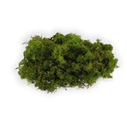 Moos und Glaskrümel