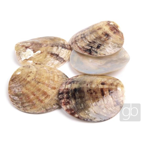 Muscheln gebohrt gef�rbt Braun