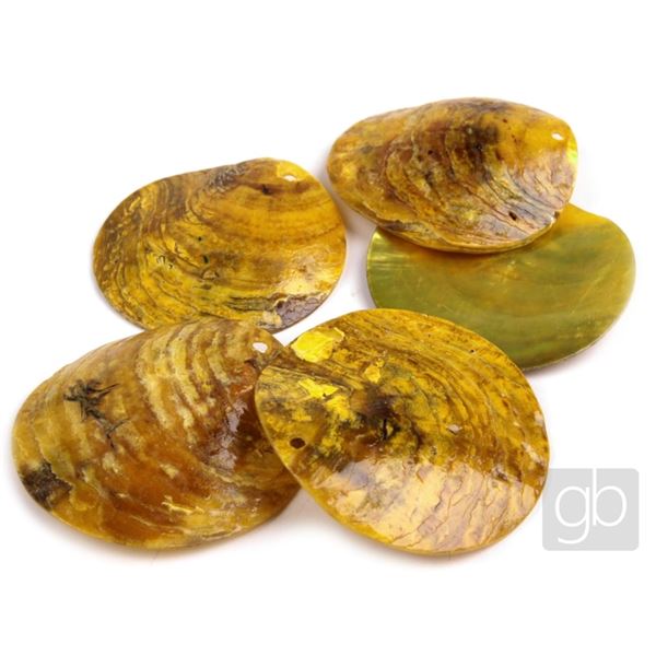 Muscheln gebohrt gef�rbt GELB