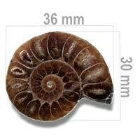 Ammonit 36 x 30 mm ZKA001 
