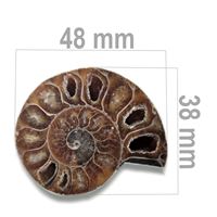 Ammonit 48 x 38 mm ZKA002