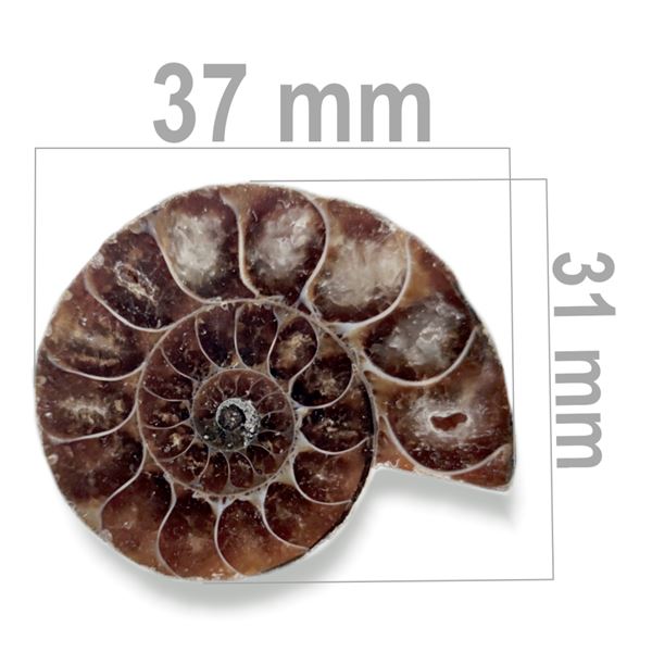 Ammonit 37 x 31 mm ZKA003