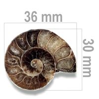 Ammonit 36 x 30 mm ZKA004