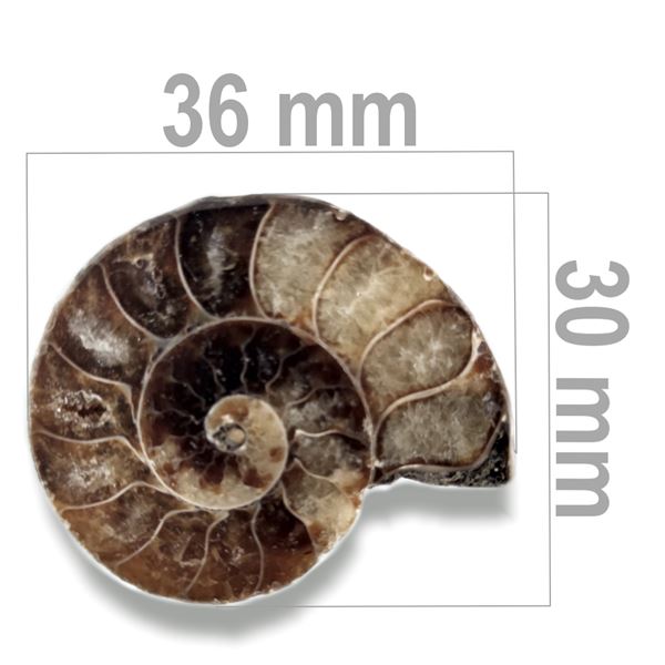 Ammonit 36 x 30 mm ZKA004