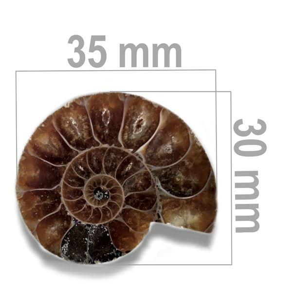Ammonit 35 x 30 mm ZKA005