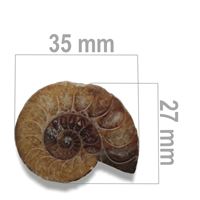 Ammonit 35 x 27 mm ZKA006