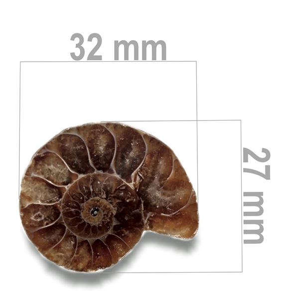 Ammonit 32 x 27 mm ZKA007