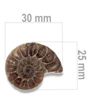 Ammonit 30 x 25 mm ZKA008