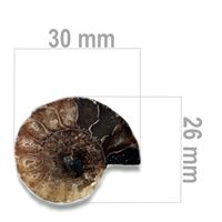 Ammonit 30 x 26 mm ZKA009