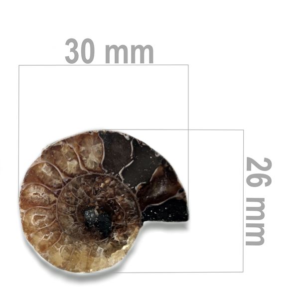 Ammonit 30 x 26 mm ZKA009