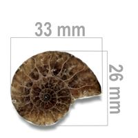Ammonit 33 x 26 mm ZKA010