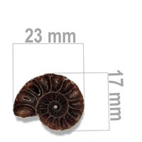 Ammonit 23 x 17 mm ZKA011