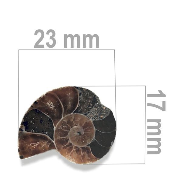 Ammonit 23 x 17 mm ZKA012