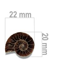 Ammonit 22 x 20 mm ZKA013