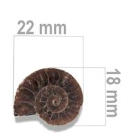 Ammonit 22 x 18 mm ZKA015