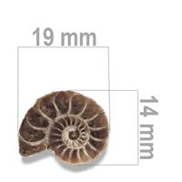 Ammonit 19 x 14 mm ZKA016