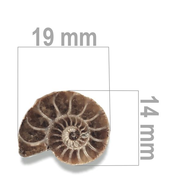 Ammonit 19 x 14 mm ZKA016