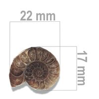 Ammonit 22 x 17 mm ZKA017