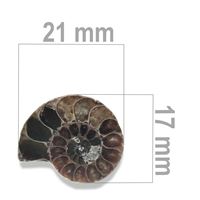 Ammonit 21 x 17 mm ZKA018