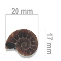 Ammonit 20 x 17 mm ZKA019