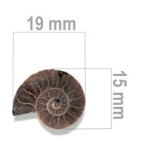 Ammonit 19 x 15 mm ZKA020