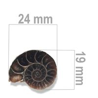 Ammonit 24 x 19 mm ZKA021