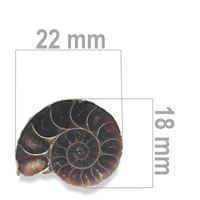 Ammonit 22 x 18 mm ZKA022