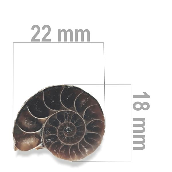 Ammonit 22 x 18 mm ZKA022