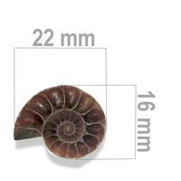 Ammonit 22 x 16 mm ZKA023
