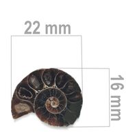 Ammonit 22 x 16 mm ZKA024