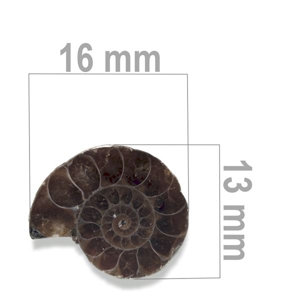 Ammonit 16 x 13 mm ZKA025