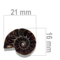 Ammonit 21 x 16 mm ZKA026