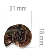 Ammonit 21 x 18 mm ZKA027