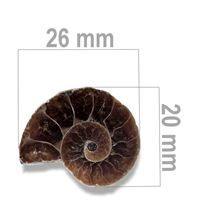 Ammonit 26 x 20 mm ZKA028