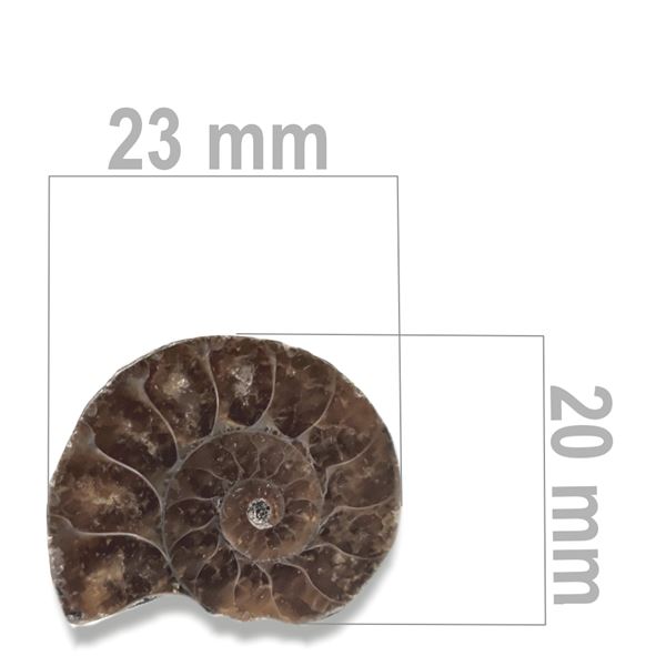 Ammonit 23 x 20 mm ZKA029