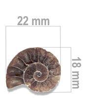 Ammonit 22 x 18 mm ZKA030