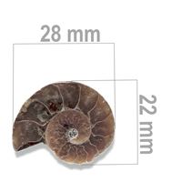 Ammonit 28 x 22 mm ZKA031